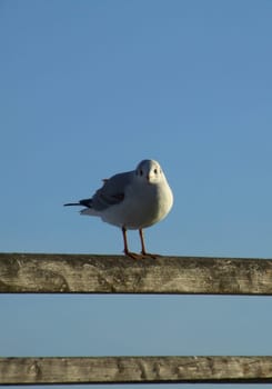 Look me in the eye...