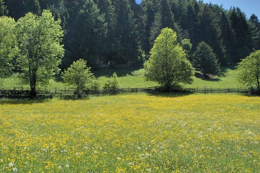 Upland meadow