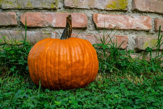 Ripe pumpkin on a green lawn leaning against a brick wall in autumn time