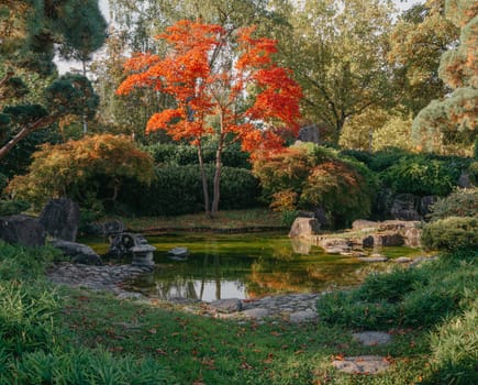 Beautiful Japanese Garden and red trees at autumn seson. A burst of fall color with pond reflections.