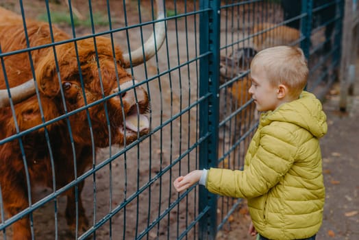 outdoor portrait of kids taking care and feeding a cow on a farm. boy in zoo feeds buffalo