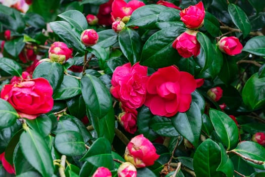 Pink blooming camellia flowers and buds