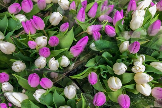 Flower market with the bouquets of fresh purple and white spring tulips