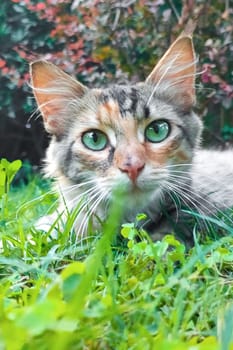 Multicolored cat with green eyes is sitting in grass, looking at camera, vertical frame.
