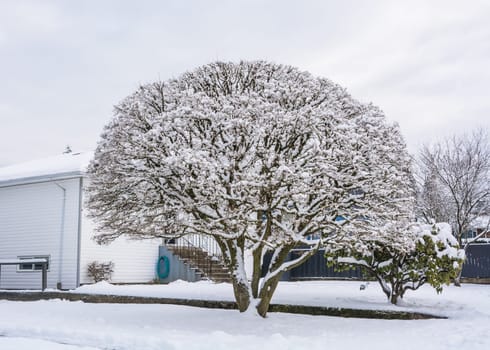 Big decorative tree in snow on front yard of residential house