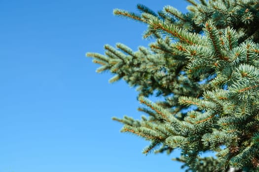 Pine tree branches on blue sky background.