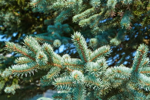 Fir tree branches and green leaves texture background.