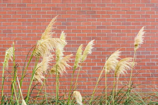 Decorative blossoms of yellow spica plant on brick wall background.