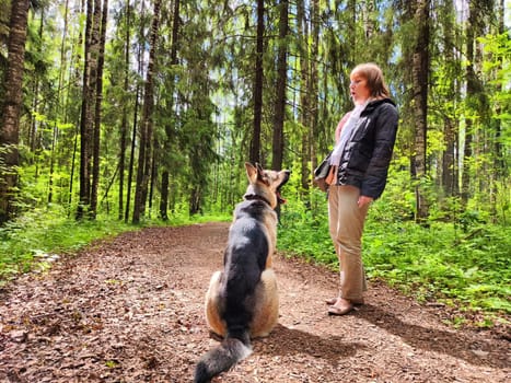 The girl or woman trains German Shepherd dog in spring, summer, and autumn forest. Walk and work with the dog