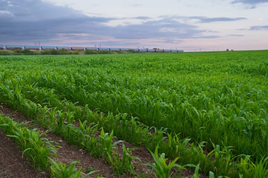 Train in Motion through Green Corn field scenery, France, Europe. High quality photo