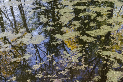 The surface of small pond is covered with duckweed and algae spots.