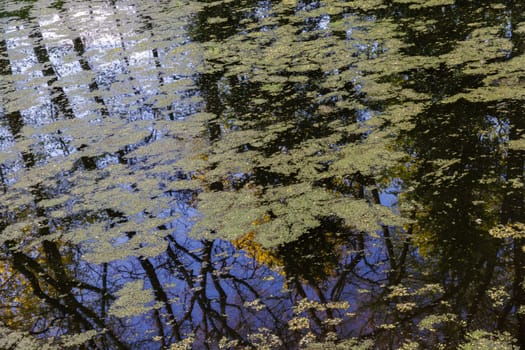 The surface of small pond is covered with duckweed and algae spots.