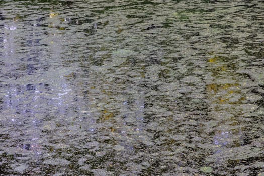 The surface of small pond is covered with duckweed and algae spots.