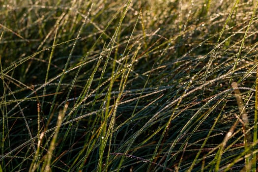 Long thin green swamp grass with morning dew. Close-up with selective focus and bokeh blur.