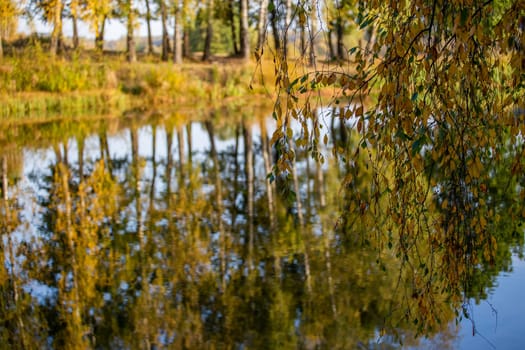 birch tree branch over pond at sunny autumn day afternoon.