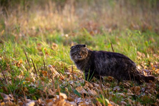 feral domestic dirty shaggy tabby cat on autumn leaves covered ground.