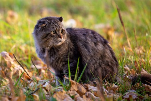 feral domestic dirty shaggy tabby cat on autumn leaves covered ground.
