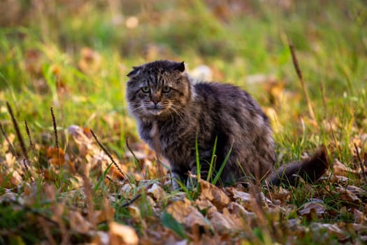 feral domestic dirty shaggy tabby cat on autumn leaves covered ground.