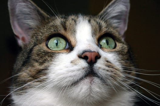 Close-up of Raoulchen,my neighbor's cat...