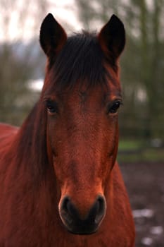 now in winter his coat color really comes into its own. Only 3.46% of Andalusians have this color,the Cervuna (deer colors) that is. -)