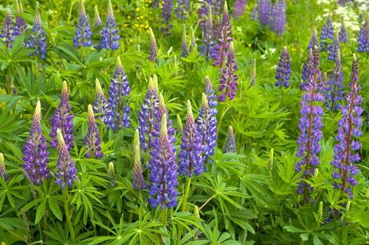 Blooming lupins