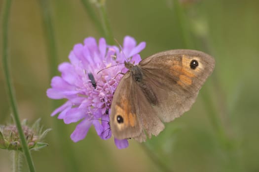 Greater oxeye (Maniola jurtina) on a thistle flower