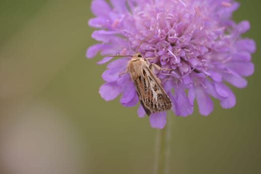 Seed owl (Agrotis segetum) on a thistle flower