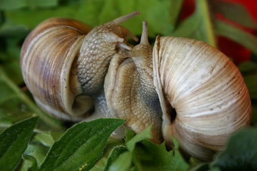 Vineyard snails during love foreplay