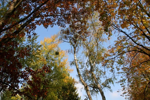 A piece of autumn