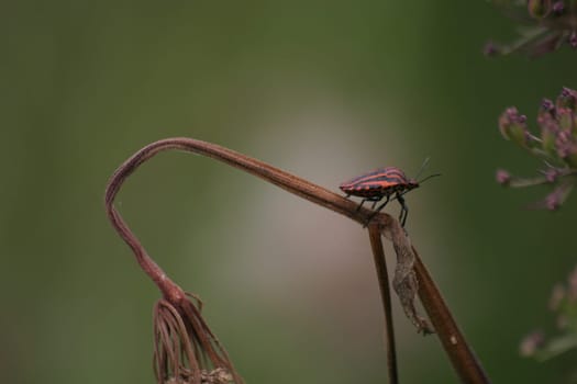 Striped bug (Graphosoma lineatum)