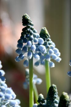 What looks like small trees are the flowers of a grape hyacinth.