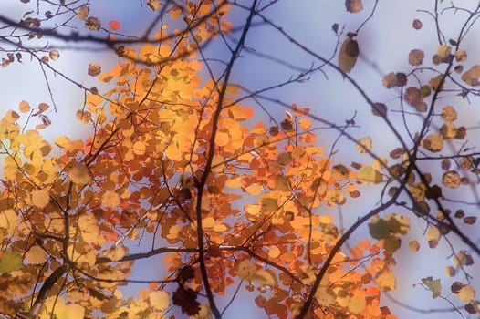 (Fall foliage) or (fall leaves) or (autumn leaves)
