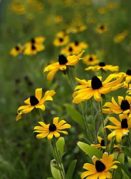 Coneflower