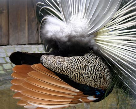 Peacock from behind,because a pretty back can also delight...