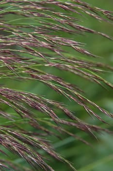 Blades of grass