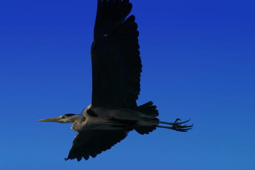 Flying Crane