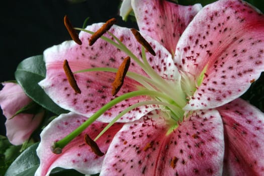 Lily