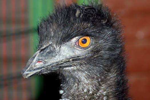 Portrait of an emu