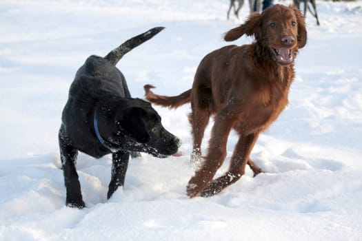 Fun in the snow 2