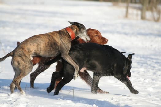 Fun in the snow 1