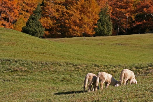 Sheep II