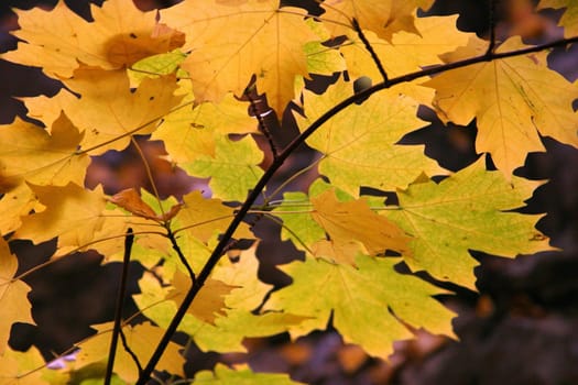 autumn maple