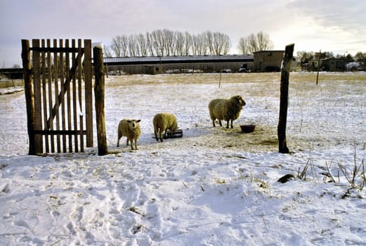 Winter sheep