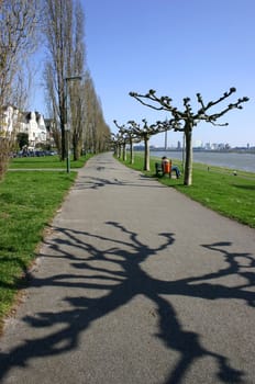 Gnarled trees cast gnarled shadows...
