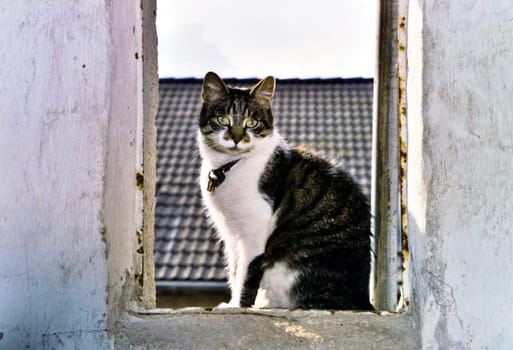 Cat9