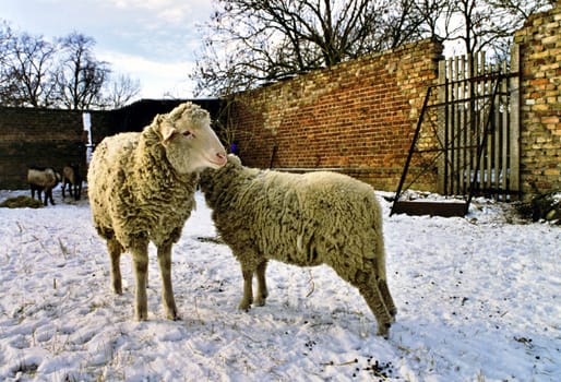 Sheep