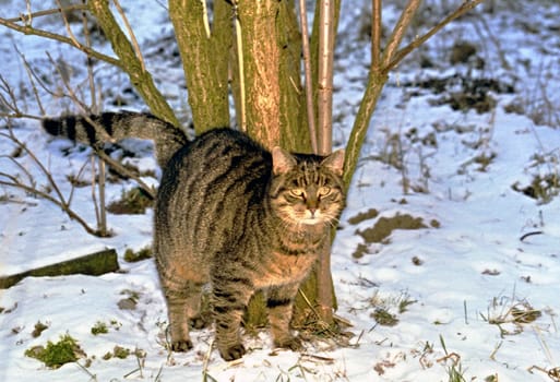 Cat29