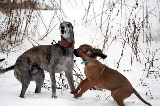 Fun in Snow 4