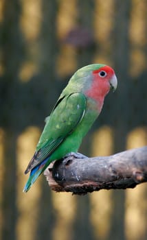 shooting in an aviary .. felt like in the movie "The Birds"" :-)"