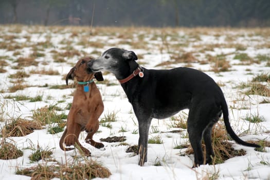 Fun in the snow 9